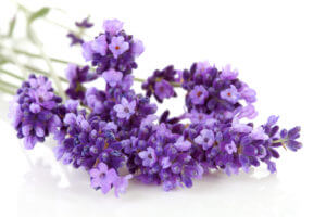 ätherische Öle für die Hausapotheke - Lavendel