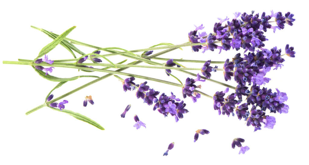 Lavendel - mit ätherischen Ölen gut durch den Tag